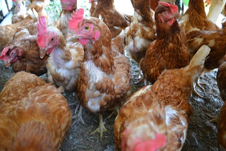 茶色い羽のニワトリが密集している小屋の中をアップで撮影した写真