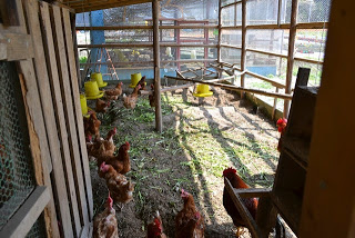 鶏小屋の中に光が差し込み、ニワトリたちが自由に歩き回っている飼育環境が写された写真