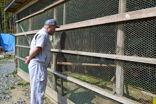 白い作業服の大沼さんが鶏小屋の外から金網越しに中をのぞいている様子の写真