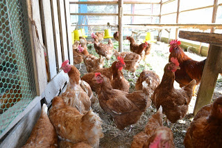 エサ箱や止まり木が設置されている鶏小屋の中で、日光を浴びながら多数のニワトリが歩き回っている様子の写真