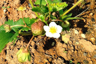 赤くなりかけたイチゴの実と白い花が、茶色い土の上に小さく咲いているイチゴの成長過程を写した写真