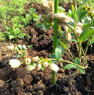 土の中に支柱を立てて麻紐で固定されたブルーベリーの若い苗木に小さな白い花が咲いている写真