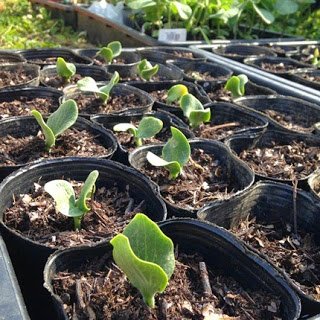 ポットに植えられたたくさんの若い芽が整然と並び、陽の光を浴びて育ち始めている育苗中の写真