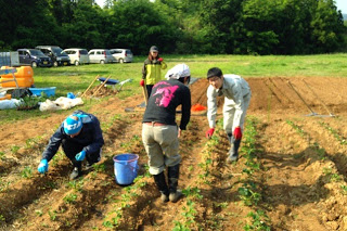 畝にしゃがんで作業する3人の人物や、奥で立っている女性がいて、初夏の畑で農作業を行っている様子の写真