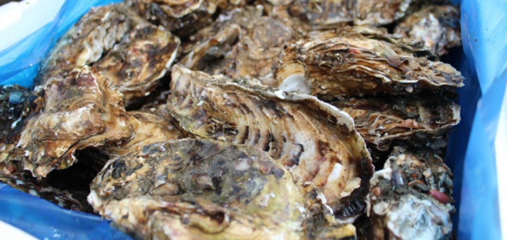 青いビニール袋の中に入っている沢山の牡蠣の写真