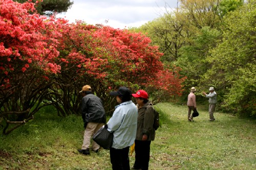 朱色のツツジが咲き誇る自然豊かな公園の芝生の上で、散策に来た複数の人たちが立ち止まったり、写真を撮ったりしながら、ツツジを鑑賞している様子の写真