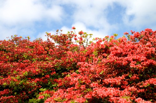 鮮やかで濃いピンク色のツツジの花が一面に密生して咲き乱れ、画面いっぱいに広がっている写真