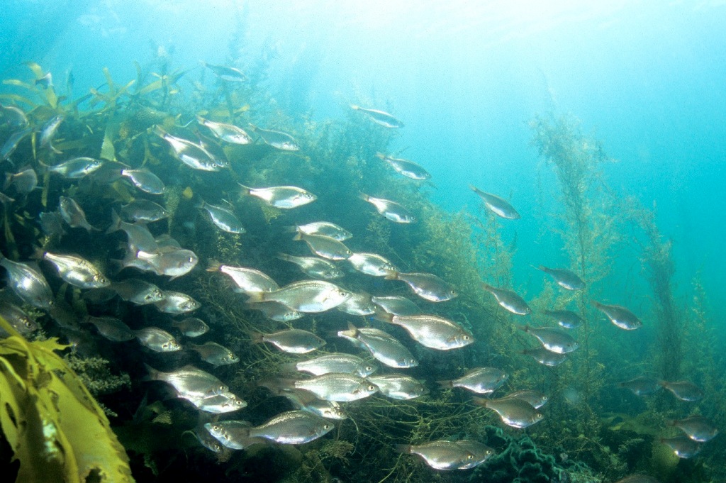 光の射しこむ青い海の中で魚の群れがいきいきと泳いでいる海中を写した写真