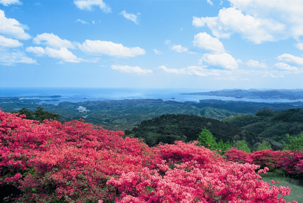 青空に白い雲が浮かび、手前にはつつじの花が満開に咲き、遠くには眼下に緑豊かな山並みやその奥に海が見える美しい風景を写した写真