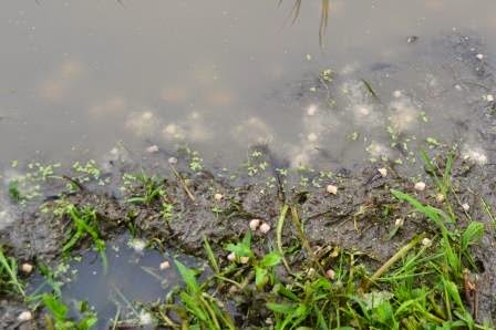 田んぼの縁の泥の中に白色の粒状の米ぬかペレットが点在している写真