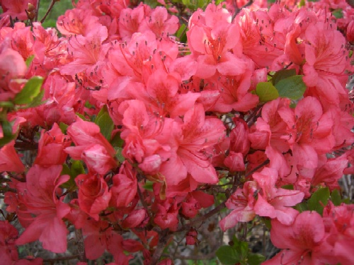 濃いピンク色のツツジの花が画面いっぱいに密集して咲き誇っている様子の写真