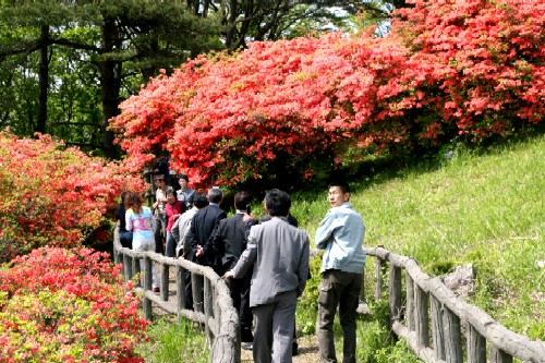 新緑の木々に囲まれた山中の遊歩道で、朱色のツツジの花が咲き乱れる中、数人の観光客が緩やかな坂道を上っている様子の写真