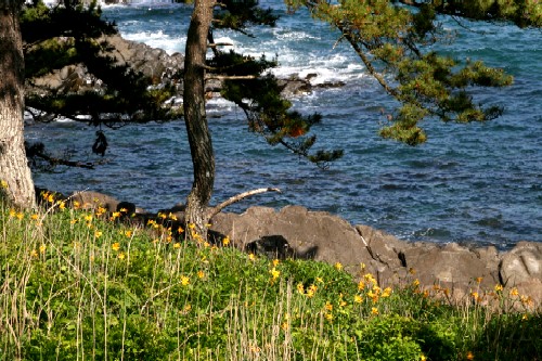 荒々しい岩場の海岸線と青い海を背景に鮮やかな黄色のニッコウキスゲの花が咲いている様子の写真