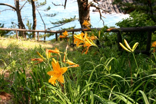 鮮やかなオレンジ色のニッコウキスゲが群生して咲き誇っており、奥には青い海と緑の木々がみえる写真
