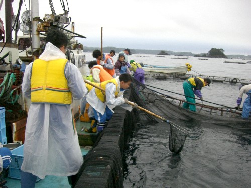漁船のデッキと海上のいけすの間で、ライフジャケットと雨合羽などを着用した複数の子どもたちが、網ですくい上げる漁業体験をしている様子を捉えた写真