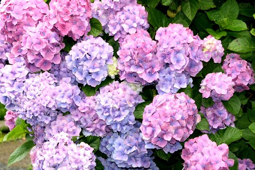 赤みがかったピンクから青紫色へと色が変化している、毬状の小さな花が密集して咲く複数の紫陽花と緑の葉が画面いっぱいに広がるクローズアップ写真