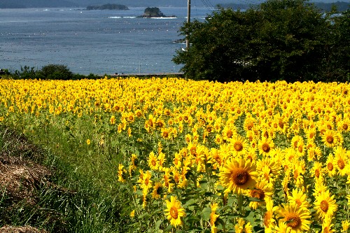 太陽を浴びて咲き誇る鮮やかな黄色のひまわり畑が広がり、その向こうには穏やかな青い海と島々が望める風景写真