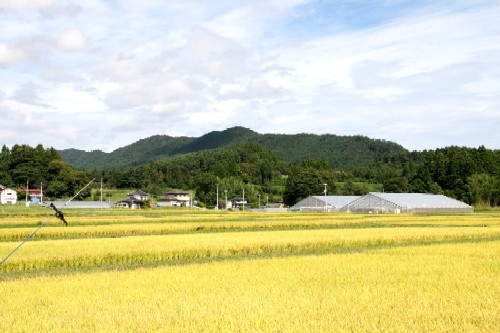緑豊かな山を背景に、黄金色に実った稲穂が広がる田園地帯と、民家や農業用ビニールハウスが点在する風景写真