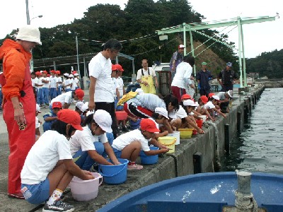 港の岸壁で、赤い帽子と白い体操服を着た子どもたちが、バケツに入っているヒラメの稚魚を放流している様子の写真