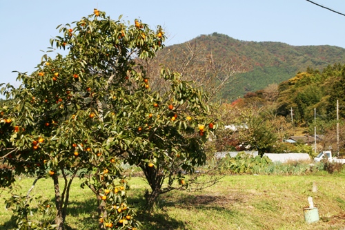 葉が多く残る柿の木にたわわに実るオレンジ色の柿と、その向こうに紅葉が始まった山々が見える、神行堂山の風景写真