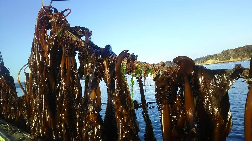 青い空の下、海の上に吊るされたたくさんのめかぶの写真