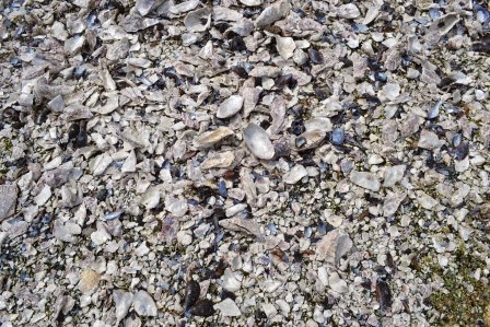 貝殻の山の地面に近づいて撮影され、様々な種類の貝殻が砕けて散らばっている様子がはっきりわかる写真