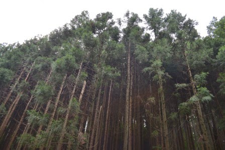 高く伸びた杉の木々の幹と上の葉が広がっている様子を、空を見上げるように撮影された写真