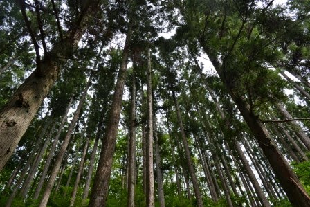 背の高い細い幹の杉の木が何本も立ち並んでいる森林の様子を見上げて撮影した写真
