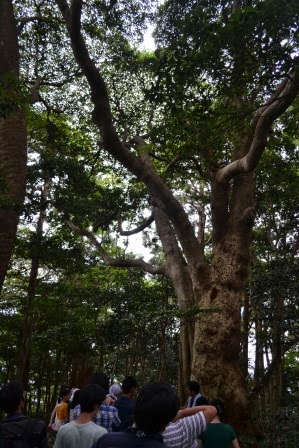 枝ぶりの立派な大木を見上げながら、その周りに集まった若者たちが説明を聞いている様子の写真