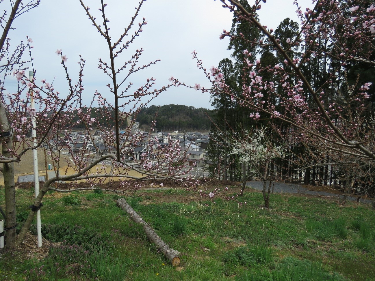 遠くの住宅街や道路、山に囲まれた集落が見下ろせる高台に、桃色や白の花が咲く梅の木々が立っている春の景色の写真