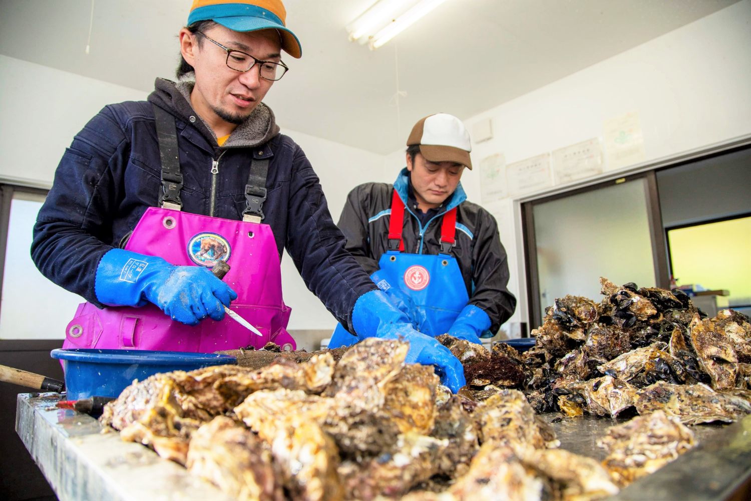 ピンクと青のエプロンを着た二人の人物が屋内の作業場で手袋を着用し、作業台の上に積まれた大量のカキを扱っている様子が写された水産加工の写真