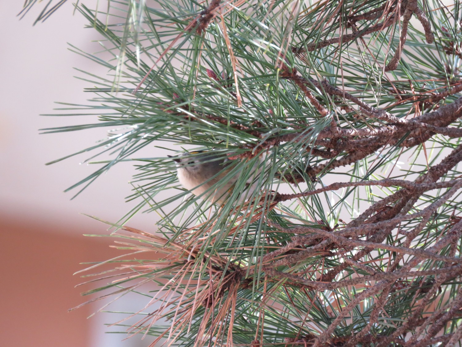 松の木の枝の間から顔をのぞかせている小さなキクイタダキの写真