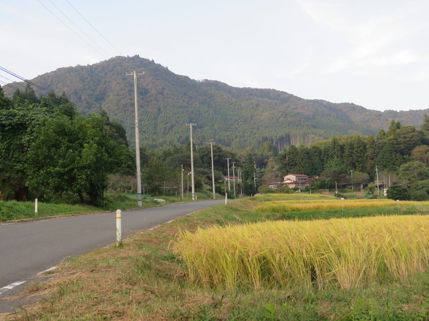 黄金色の稲穂が揺れる畑と集落の家々が山あいに寄り添う、入谷地区ののどかな里山風景の写真