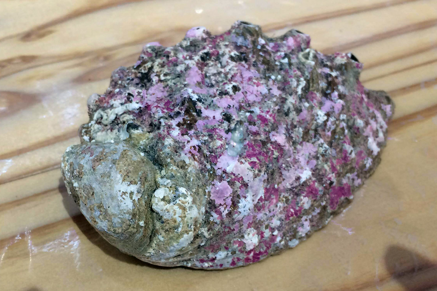 木製のテーブルの上に置かれた、ピンク色や白色の斑点があるゴツゴツした貝殻の写真