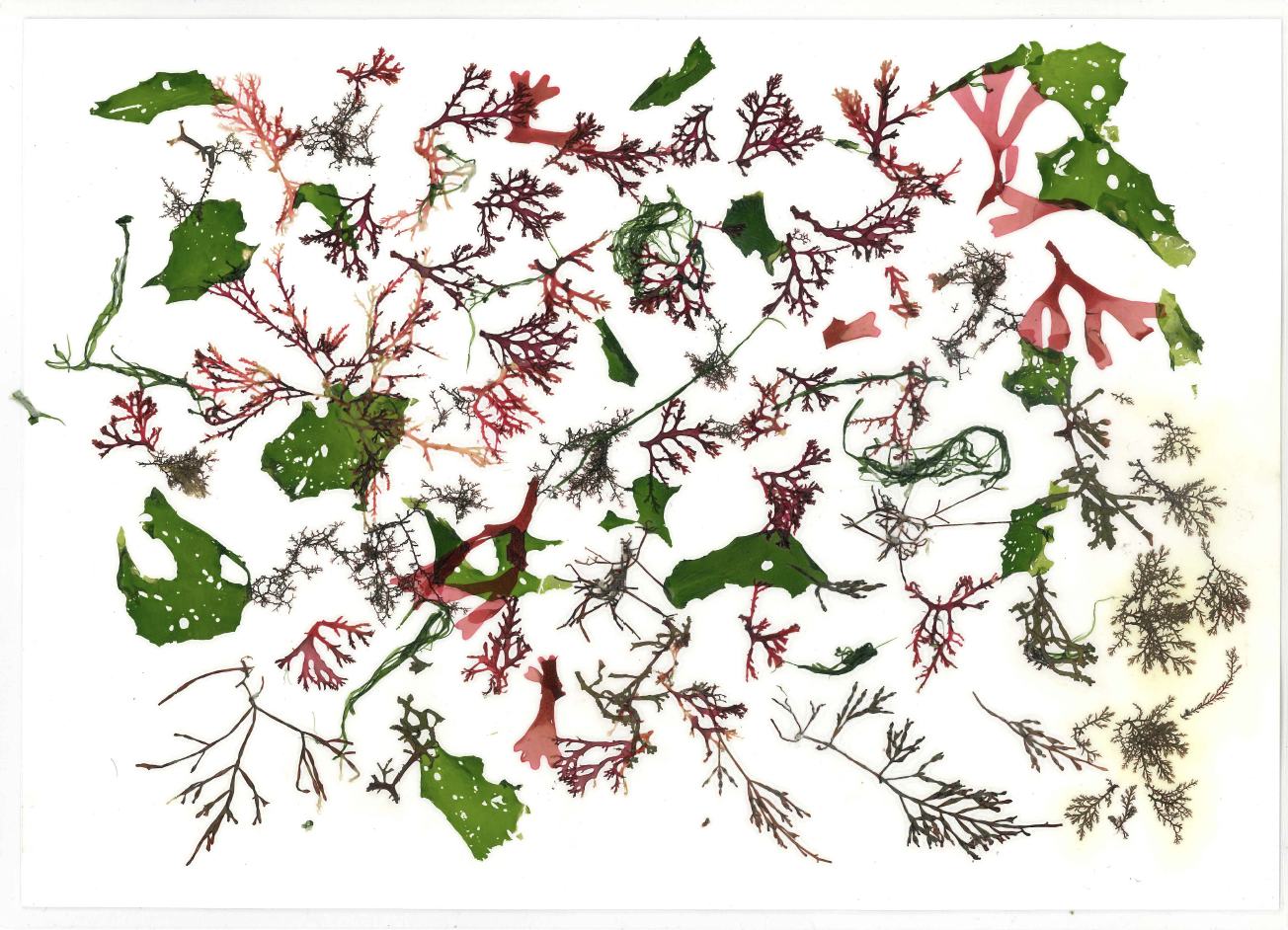 赤・緑・茶色の海藻を細かく散りばめた繊細な構成の作品の写真