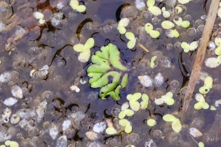 水面に浮かんだアオウキクサの小さな葉と、中心に緑色でギザギザした形のイチョウウキゴケの写真