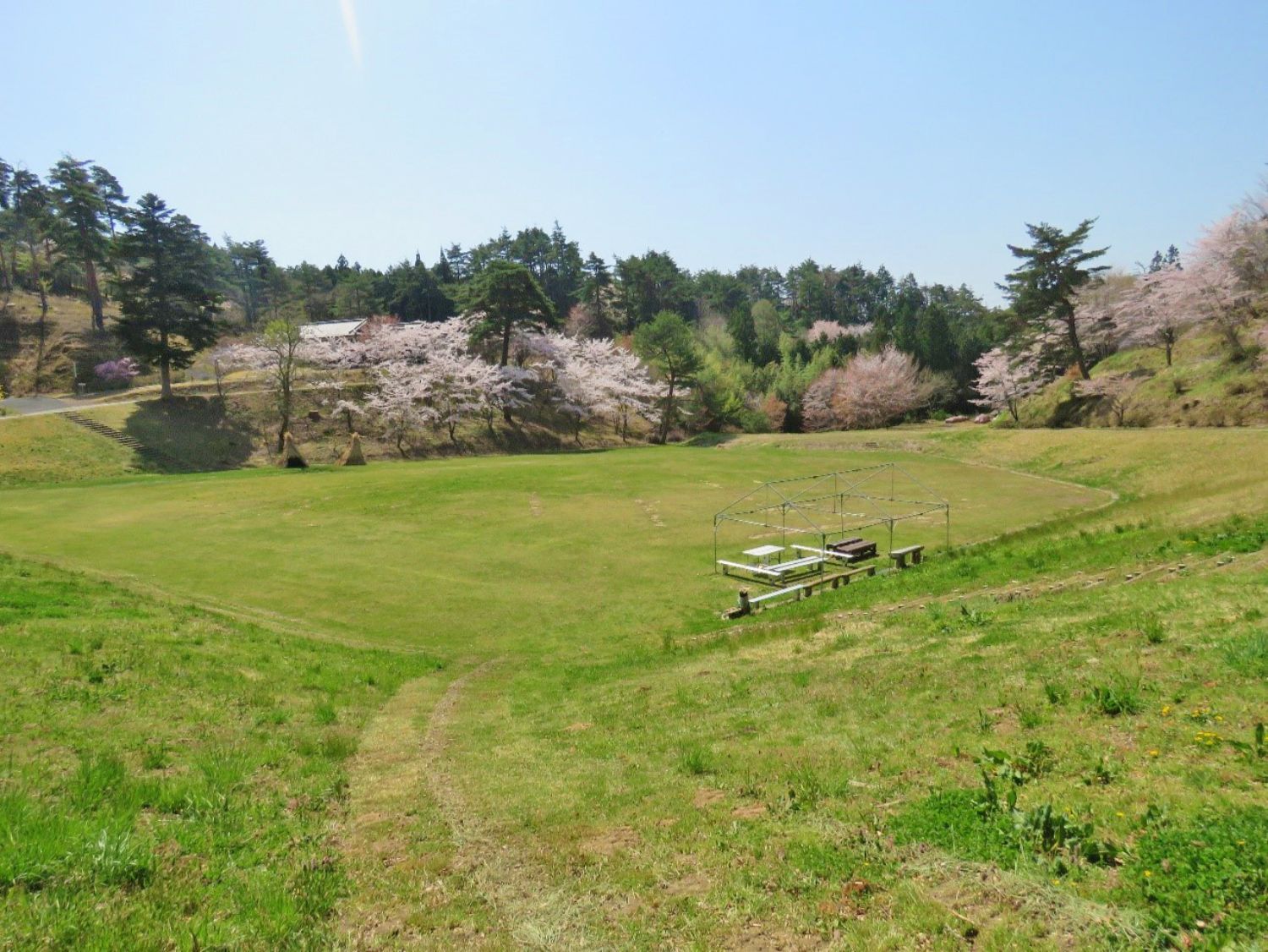 広々とした芝生の広場の周囲に満開の桜の木が立ち並び、奥には森と青空が広がる、春の風景の写真