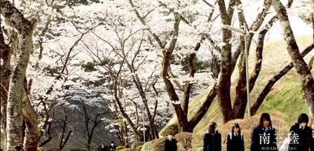 桜並木の登り坂の道を制服姿の女子学生が歩いている様子を写した写真（SPRING MINAMISANRIKU JAPAN 4K―南三陸町のサイトへリンク）