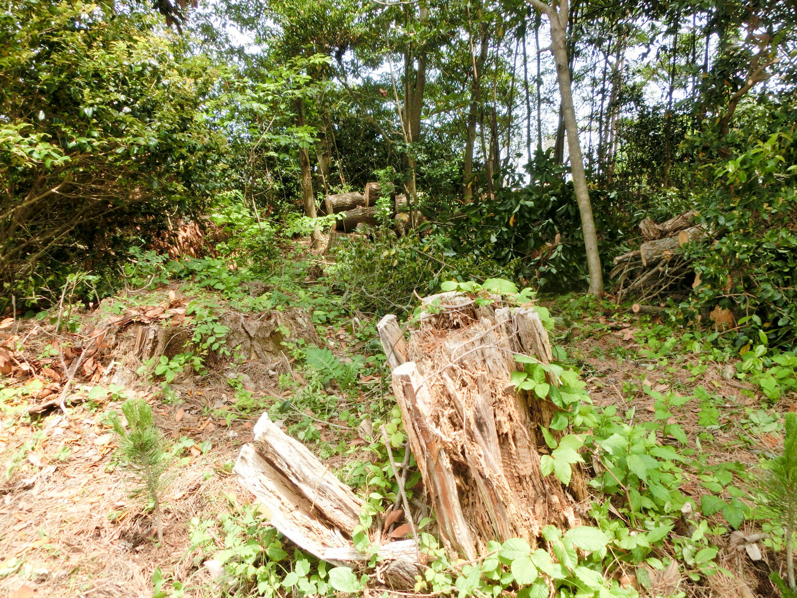 林の中に、幹の中がスカスカになり根本だけ残った松の木がある写真