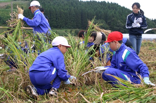 山間の田んぼで、青いジャージと帽子を着用した複数の小学生たちが、鎌を使って稲を刈ったり束ねたりする、稲刈り体験学習の様子の写真