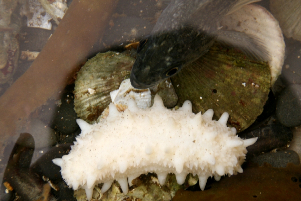 水中で、底に沈む二枚の貝殻の上を、白くて突起状の体表を持つ白ナマコが横たわっている様子を撮影した写真