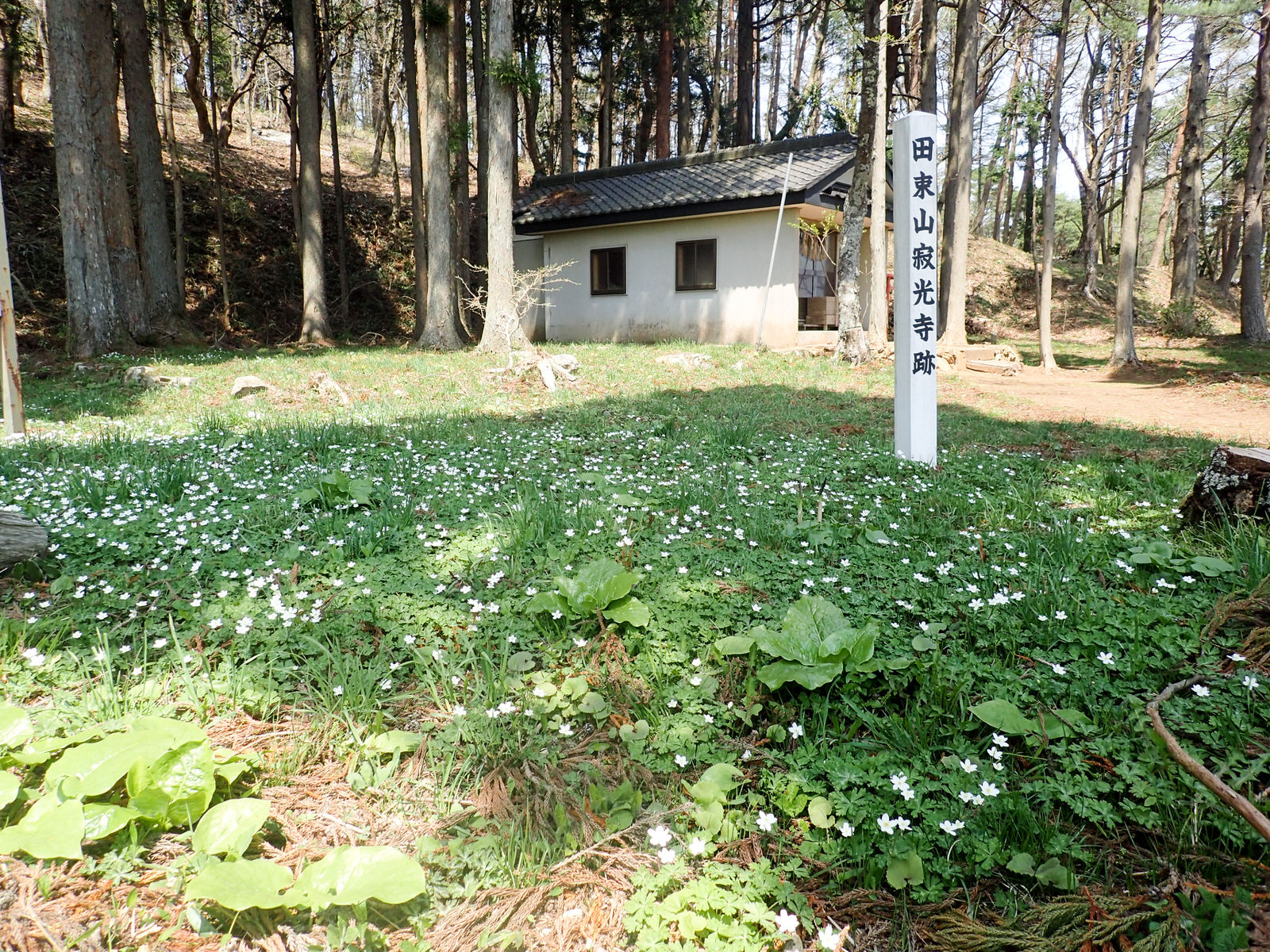 木々に囲まれた林の中に瓦屋根の小さな建物があり、その前の白い小さな花が咲く草原に「田束山寂光寺跡」と書かれた白い標柱が立っている写真