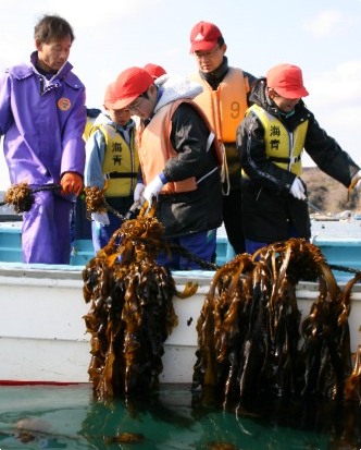 海上で、船のへりに立ちライフジャケットを着用した複数の子どもたちが、濃い褐色のロープに絡んだ大量のワカメを、協力して船上に引き揚げている様子の写真