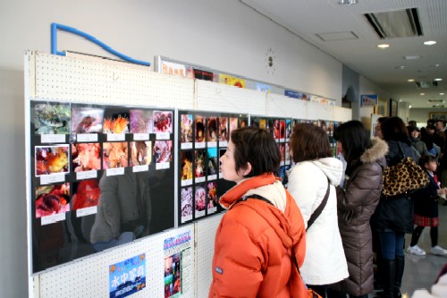 壁面にずらりと並んだ、色鮮やかな海中生物や水中景観の写真を熱心に鑑賞している来場者の写真