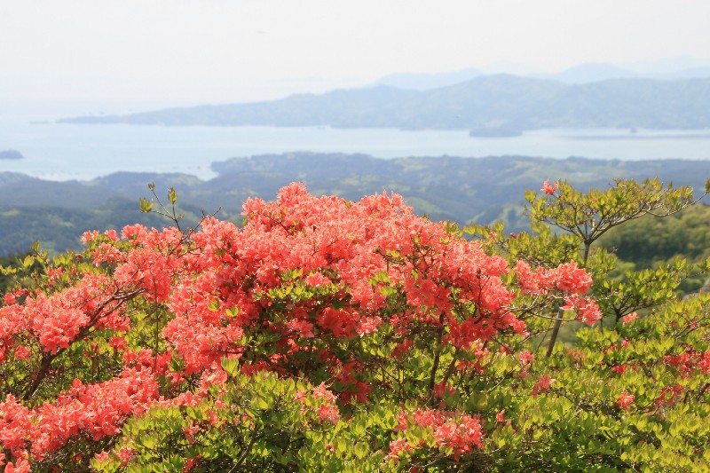 田束山の山頂付近からの眺望で、手前には鮮やかなピンク色のつつじが咲き誇り、背景には緑豊かな山々と水辺の風景が広がる、田束山つつじの写真