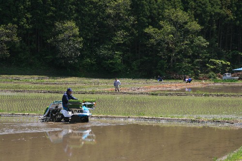 水を張った田んぼで一人の男性が田植え機を操作して苗を植えており、奥では複数の人が作業をしている姿が写っている田植えの様子の写真