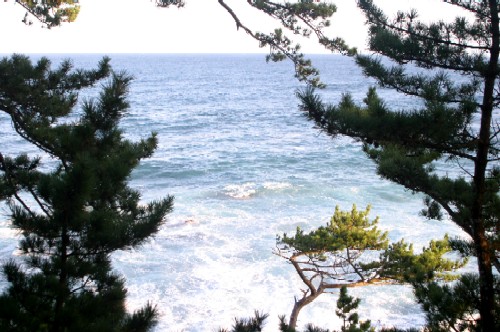 緑の松の枝や葉が額縁のように前景を覆い、その隙間から荒々しい白波を立てる青い海の水平線を遠望する、自然のままの海岸の風景写真