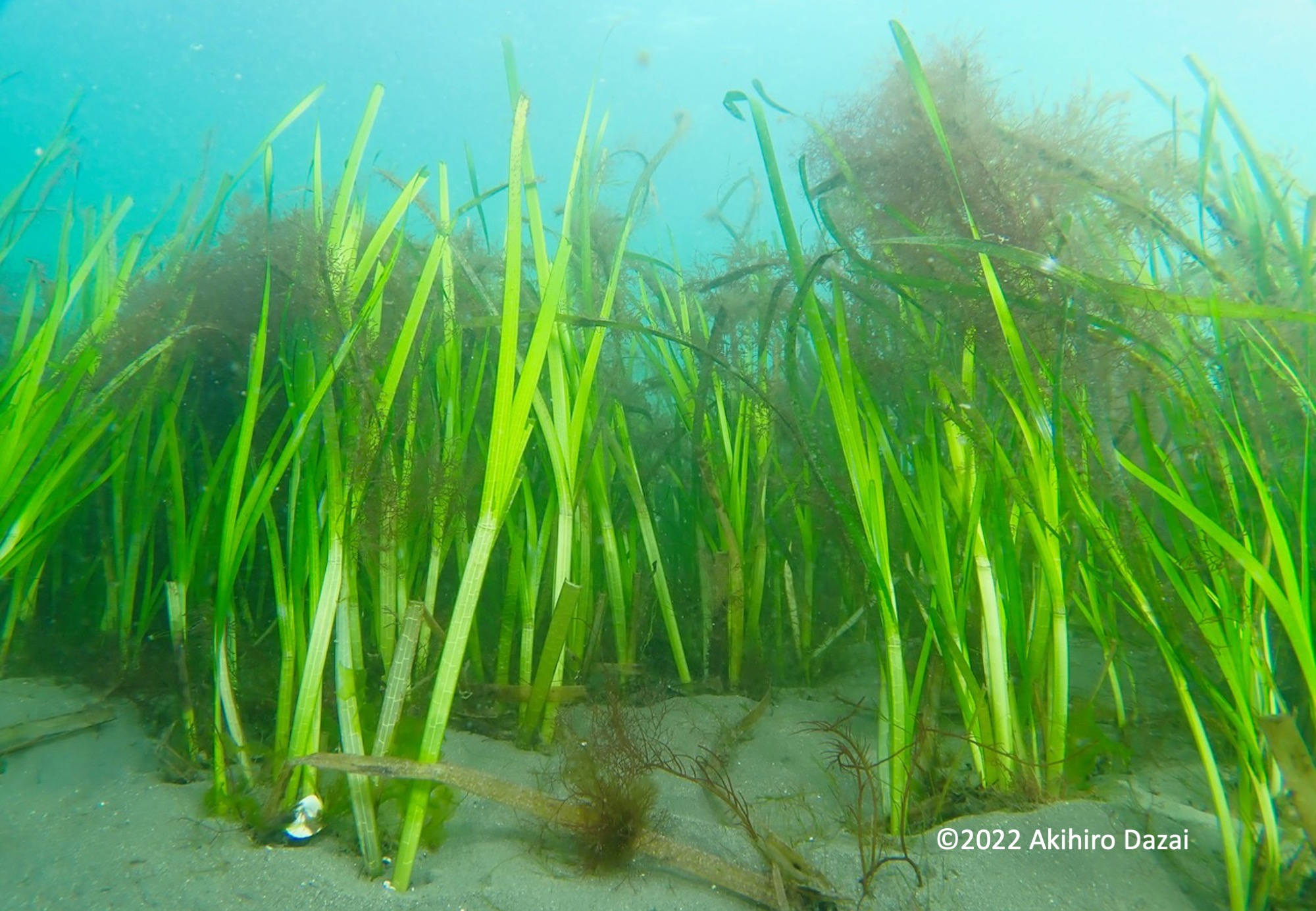 海中の砂地に根を張る明るい緑色の長い葉を持つアマモが群生し、周囲に茶色の海藻が絡む様子を捉えた水中写真