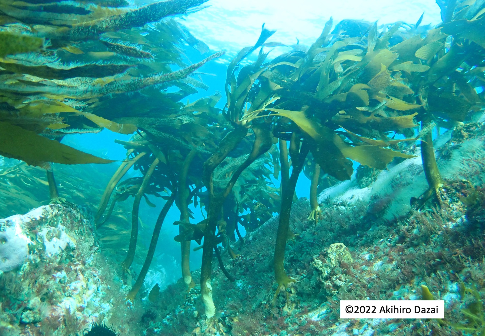 根を岩に張ったコンブやワカメのような大型の海藻が揺れており、生物多様性に富んだ藻場の環境が写されている写真