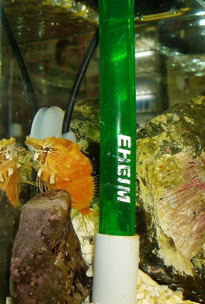 水槽の中に鮮やかなオレンジ色をしたクチバシカジカが、茶色い岩の後ろで泳いでいる様子を写した写真